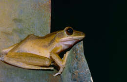 Image of Common Tree Frog