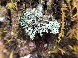 Image of Blue Ridge shield lichen