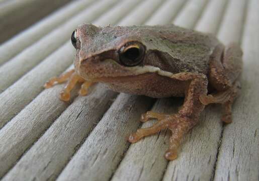 Image of Brown Tree Frog