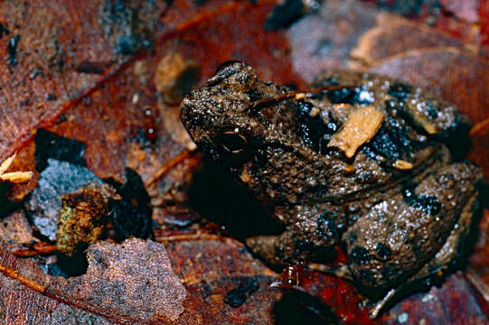 Image of Balu Oriental Frog