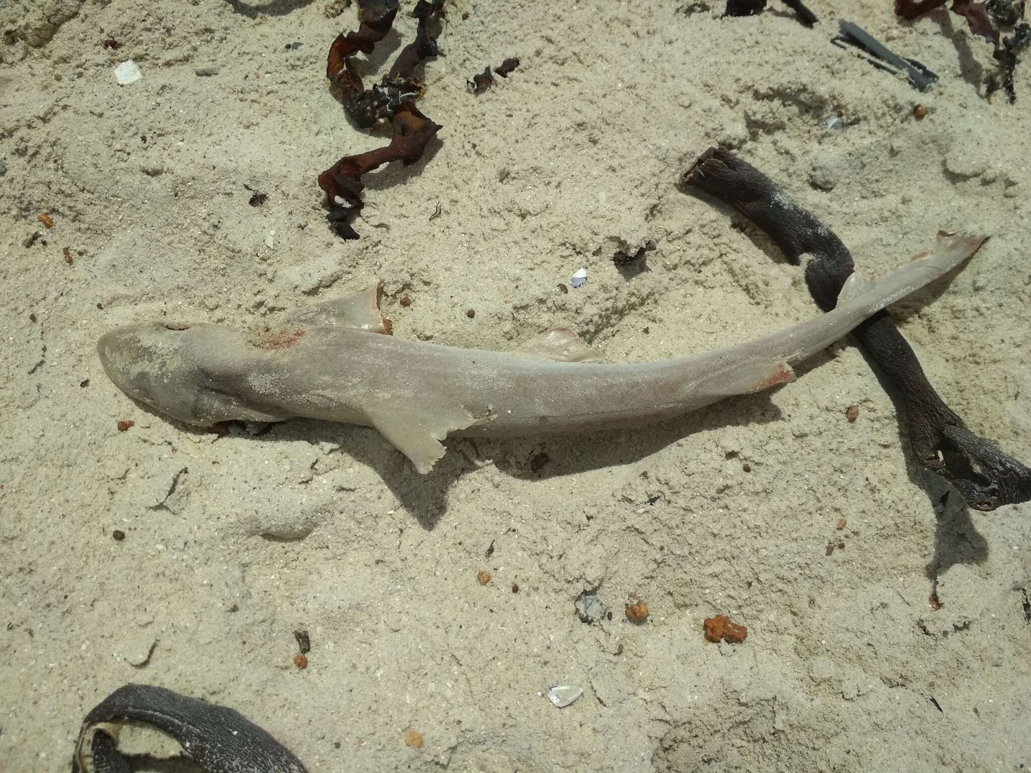 Image of Common Smoothhound