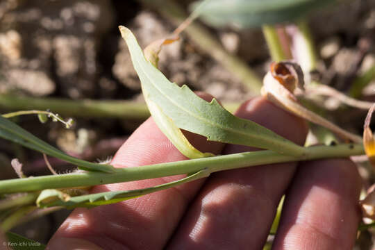 Imagem de Lepidium jaredii subsp. album