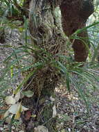 Image of Angraecum pusillum Lindl.