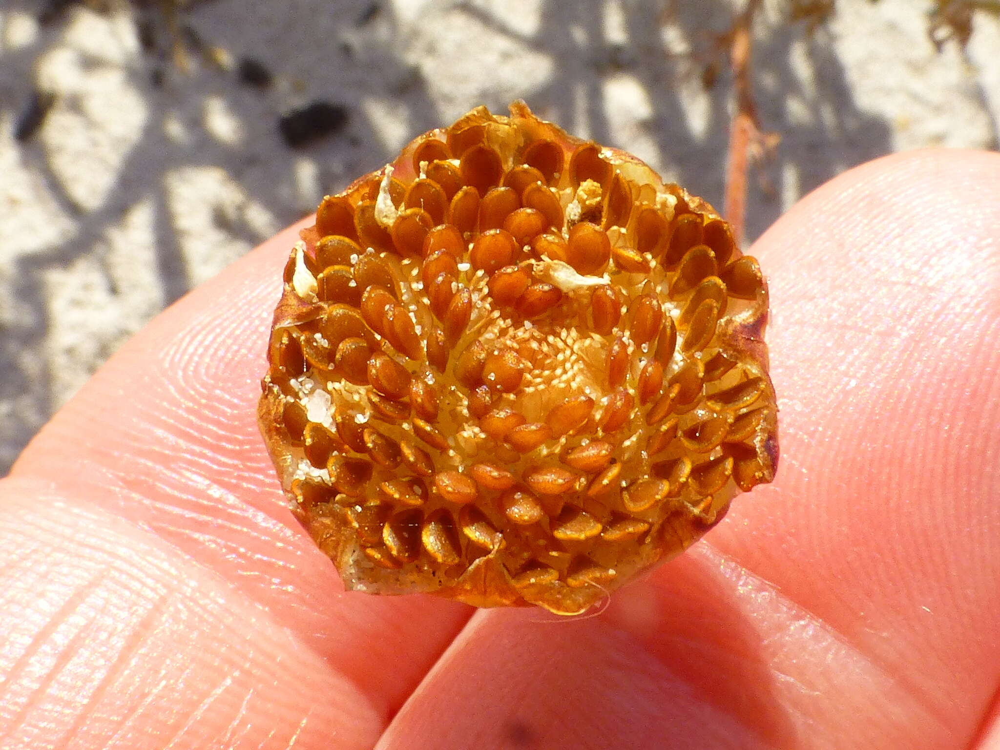 Image of Cotula duckittiae (L. Bolus) K. Bremer & C. J. Humphries