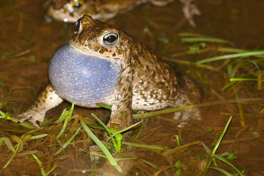 Image of Natterjack toad