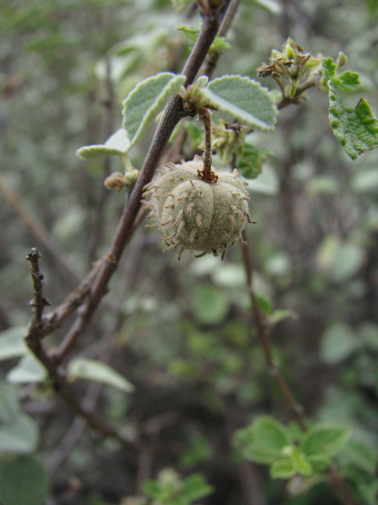 Image of Ayenia rotundifolia Hemsl.