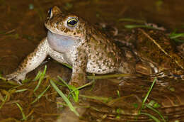 Image of Natterjack toad