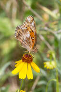 Image of Variegated Fritillary