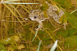 Image of Parsley Frog