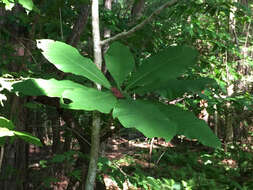 Sivun Magnolia tripetala (L.) L. kuva