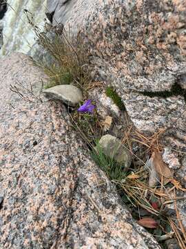 Image of Campanula intercedens Witasek