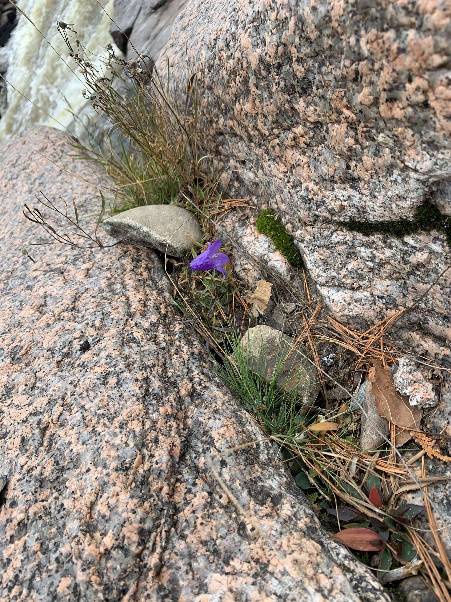 Image of Campanula intercedens Witasek