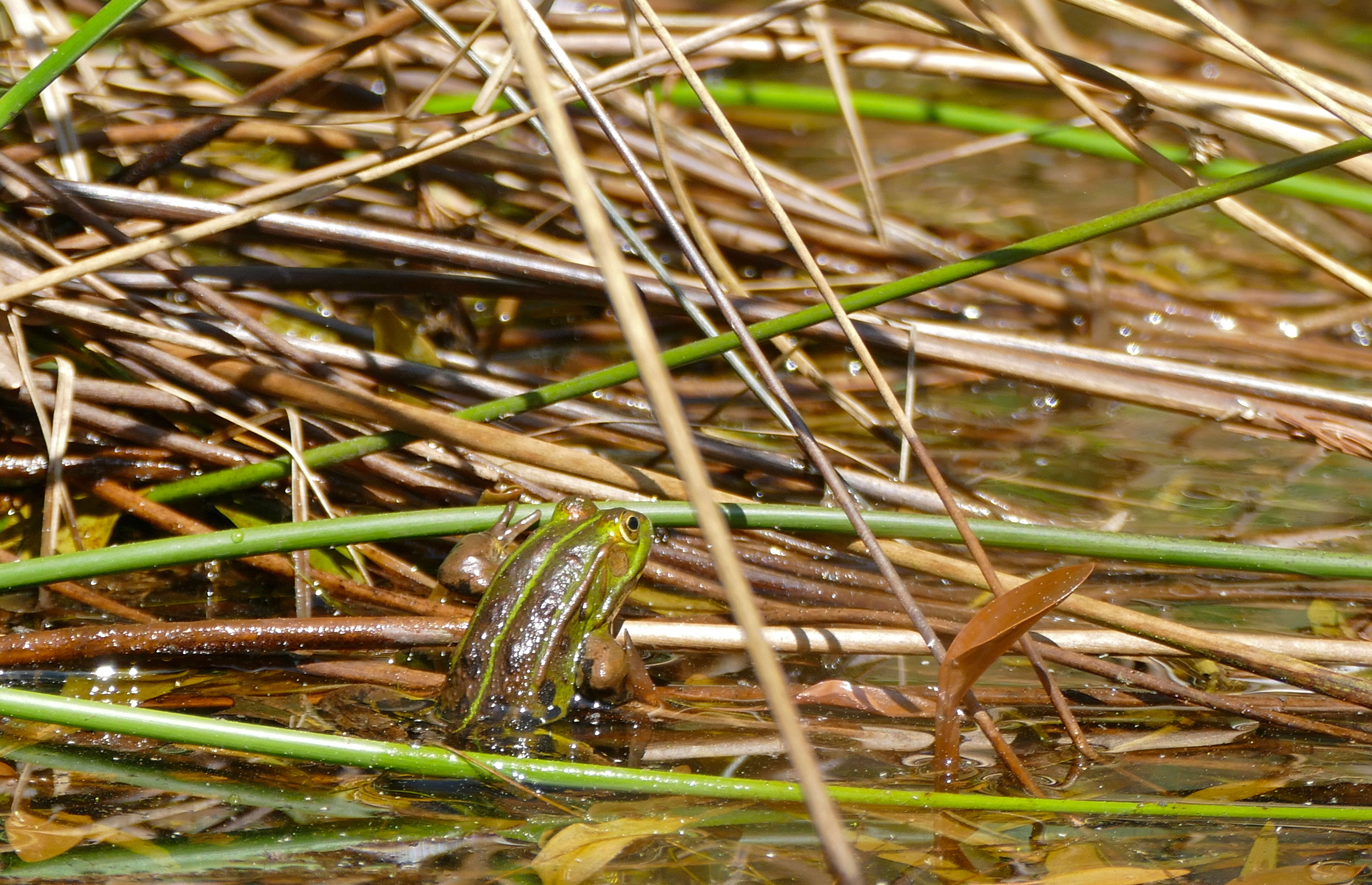 Image of Pelophylax esculentus