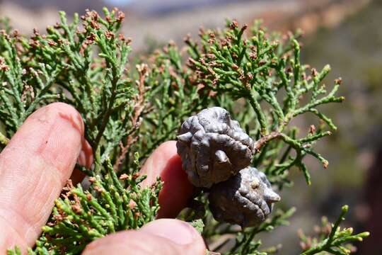 Image of Willowmore Cypress