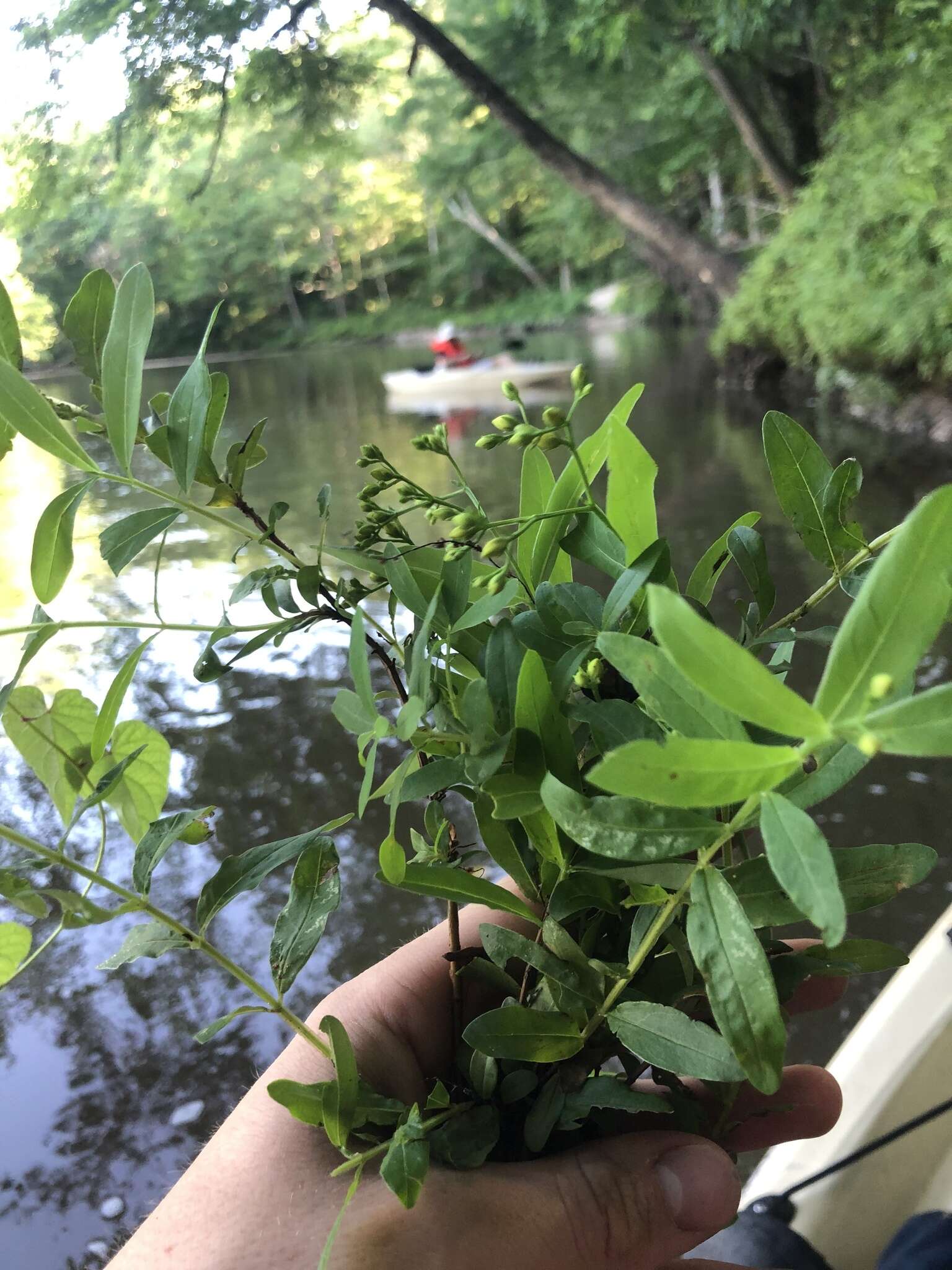 Image of Early St. John's-Wort