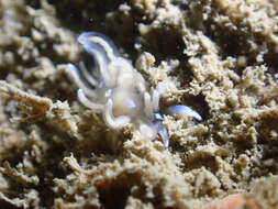 Imagem de Phyllodesmium opalescens Rudman 1991