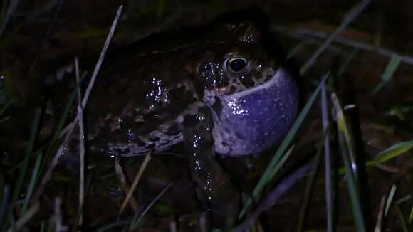 Image of Natterjack toad