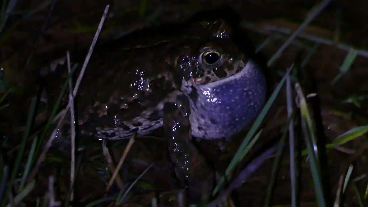 Image of Natterjack toad