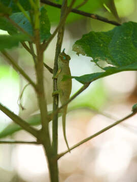 Image of Maroantsetra Chameleon