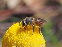 Lasioglossum hiltacum (Smith 1853)的圖片