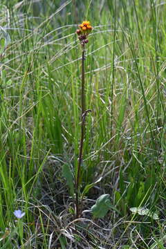 Image of Weak-Stem Groundsel