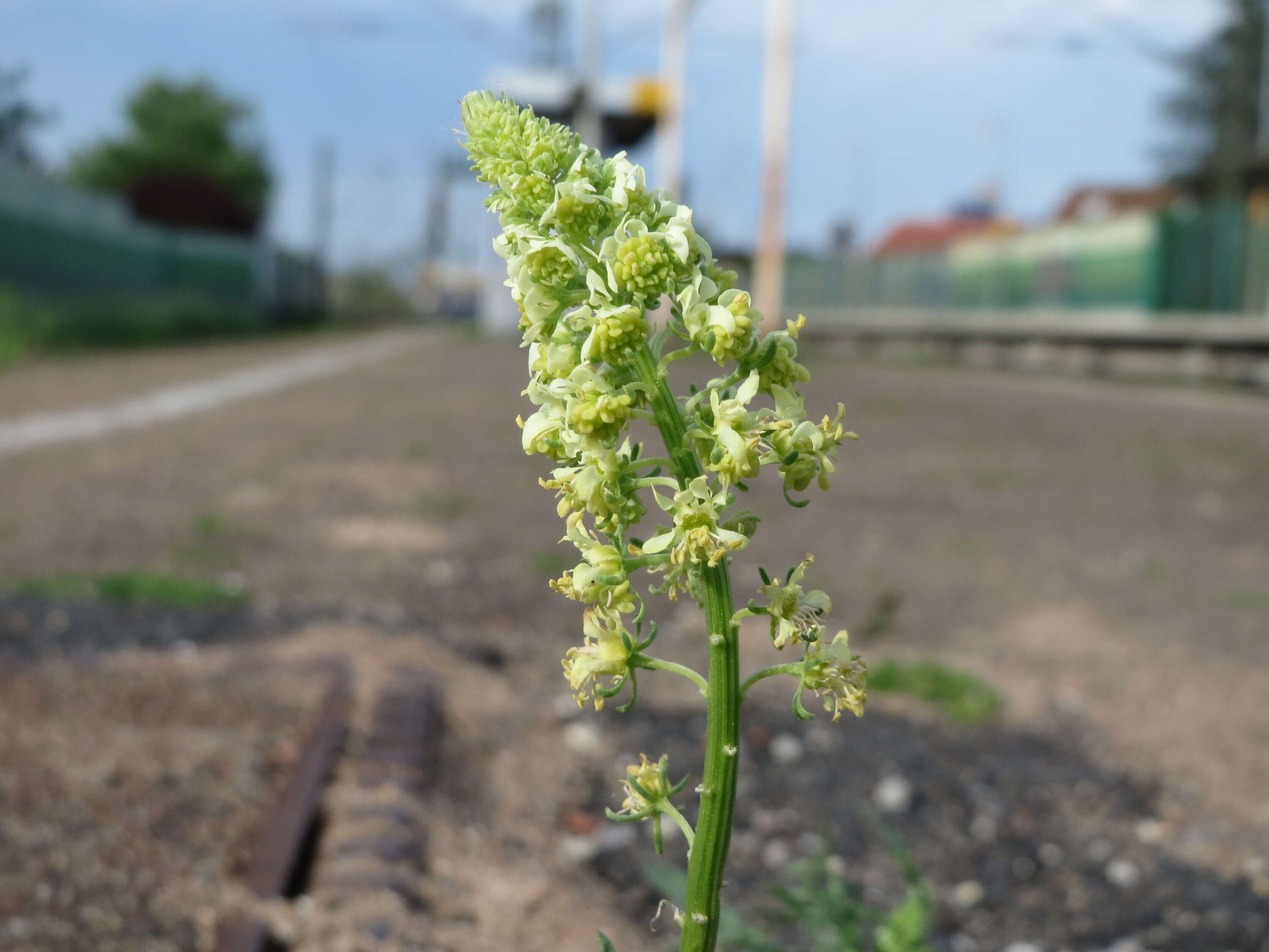 Слика од Reseda lutea L.