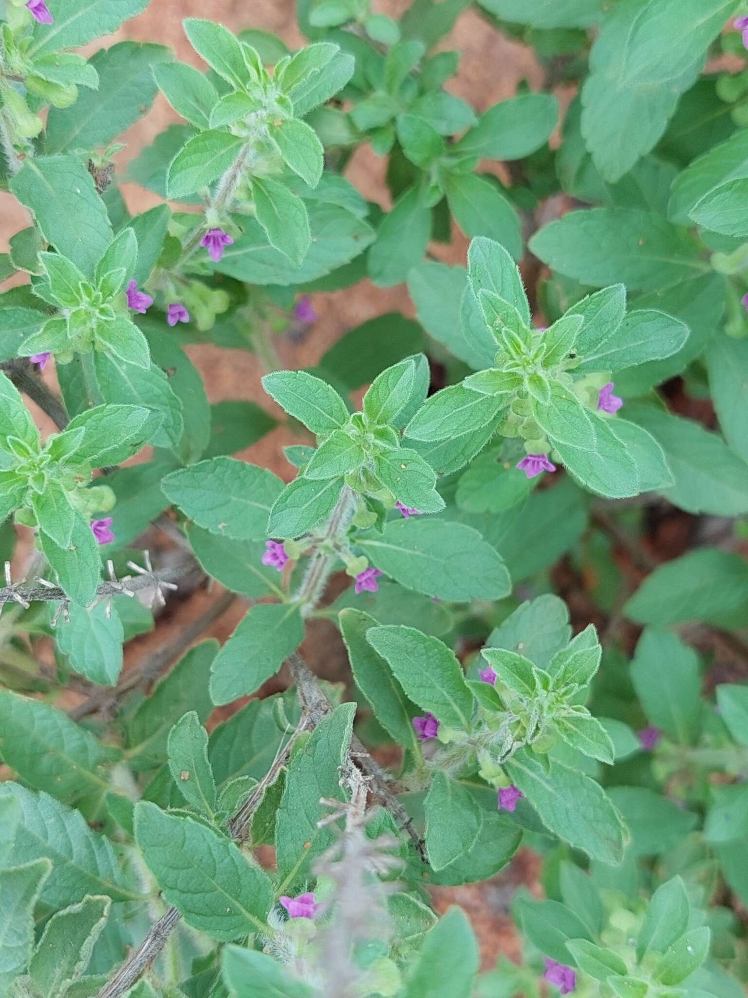 Image of Endostemon tereticaulis (Poir.) M. R. Ashby