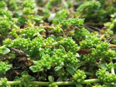 Image of smooth rupturewort