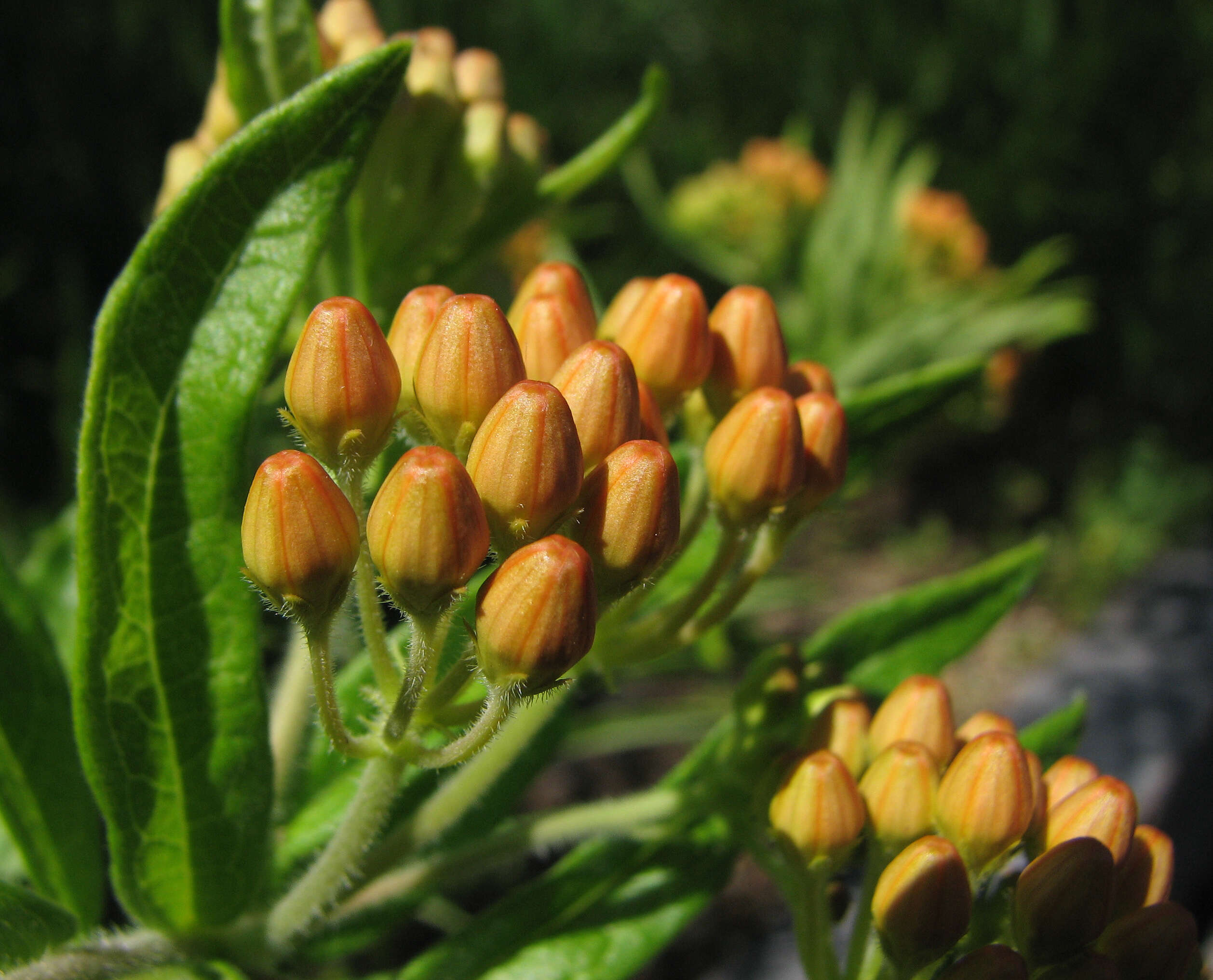 Image of butterfly milkweed