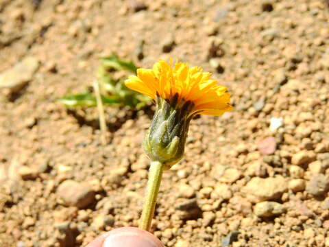 Слика од Hypochaeris tenuifolia (Hook. & Arn.) Griseb.