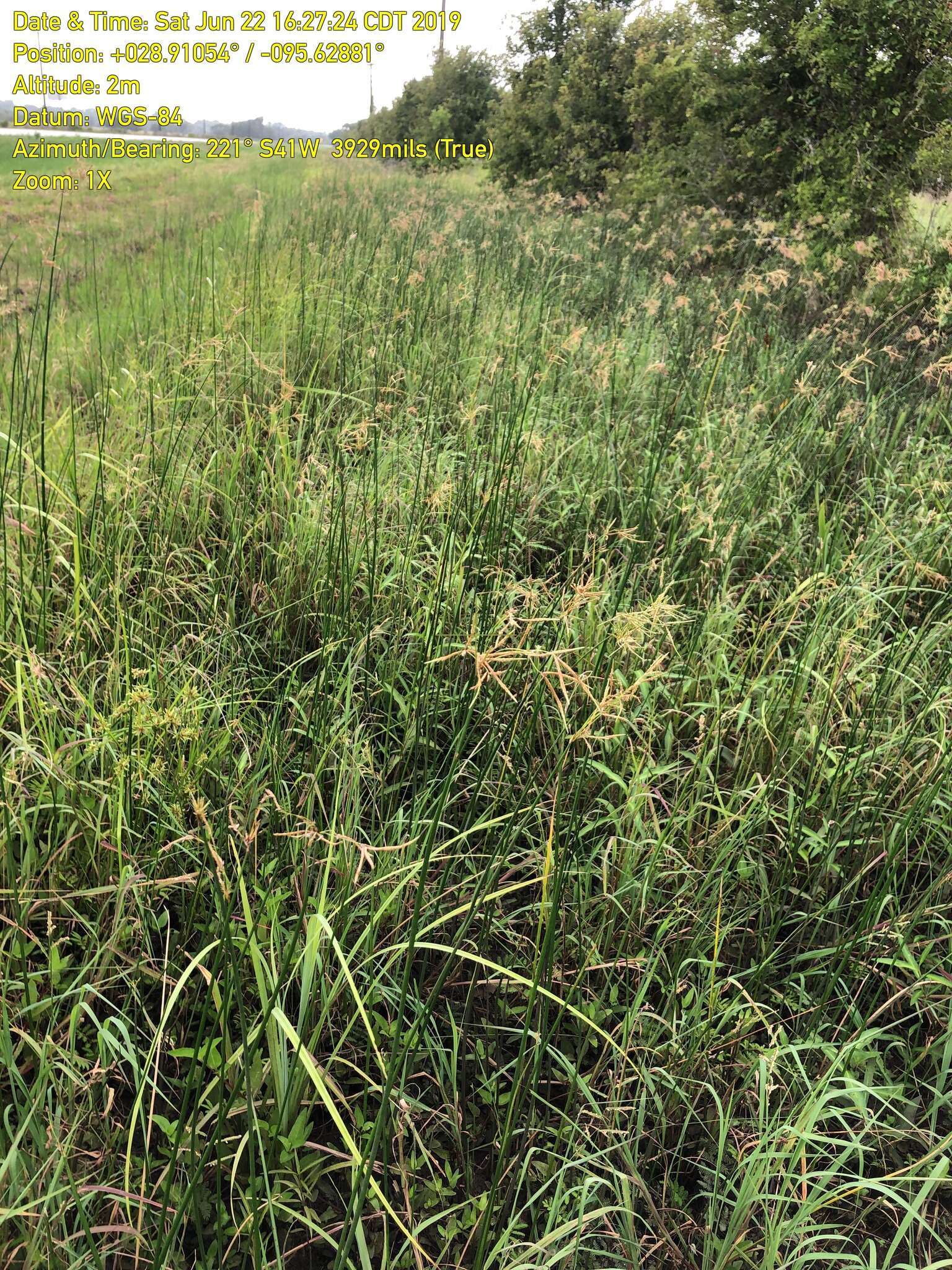 Image of Jointed Flatsedge