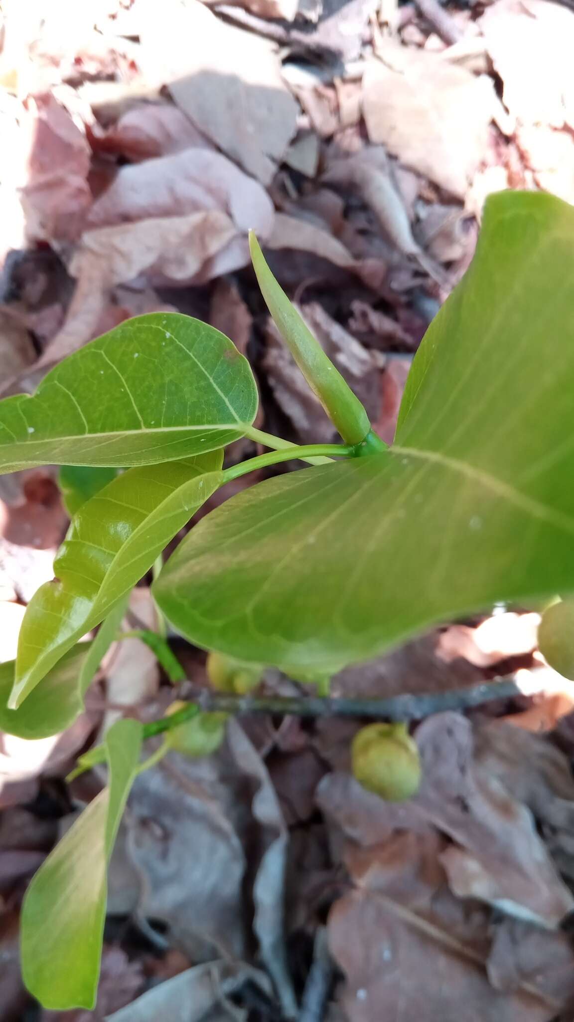 Слика од Ficus grevei Baill.