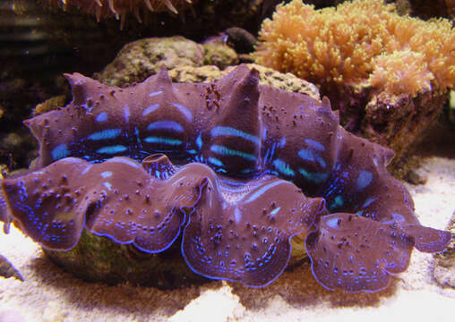 Image of Small giant clam