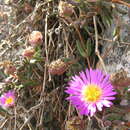 صورة Drosanthemum expersum