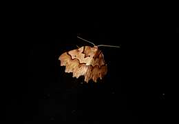 Image of zigzag fern looper