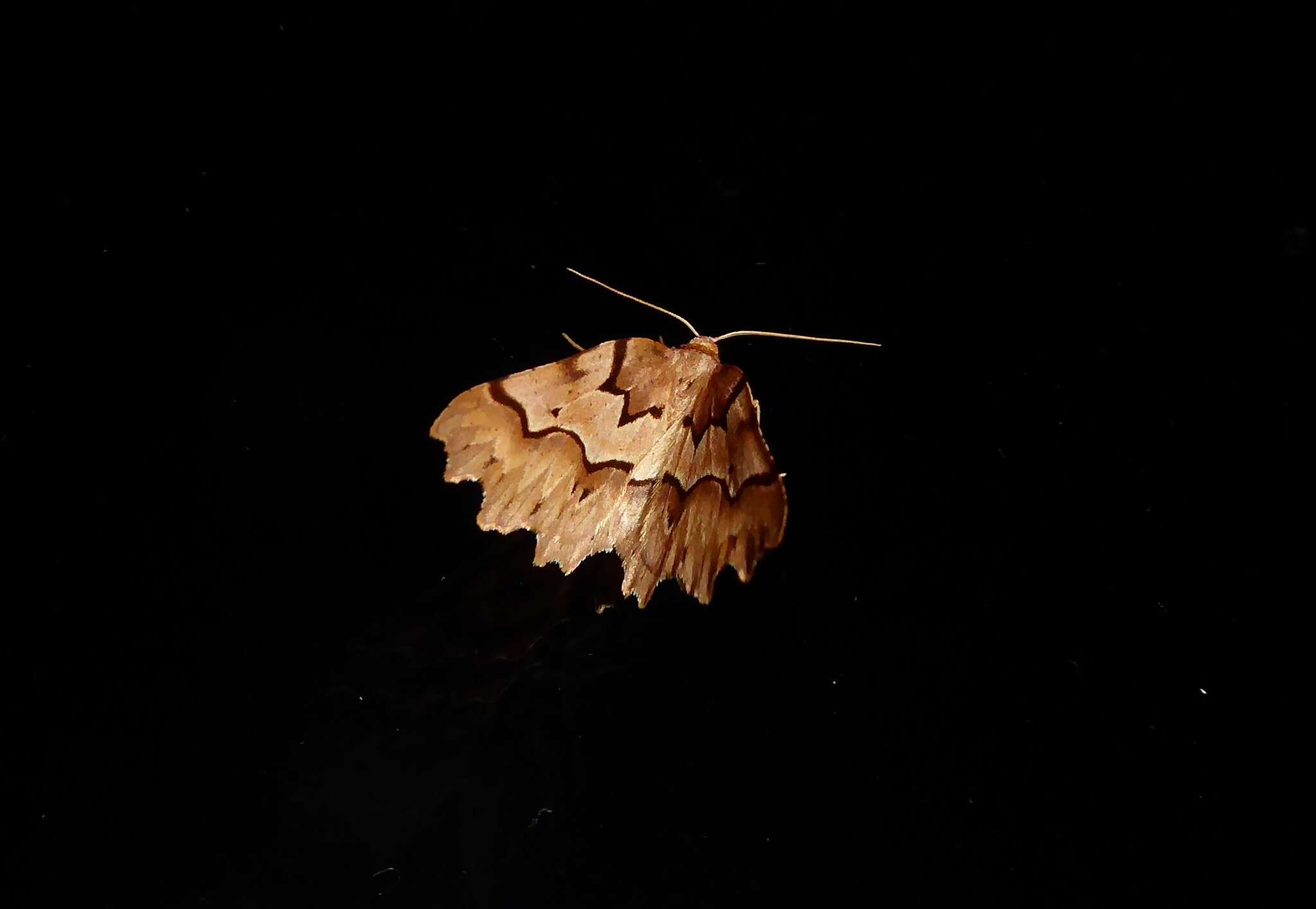 Image of zigzag fern looper