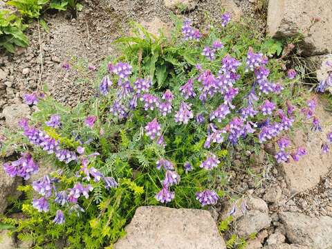 Image de Vicia sosnowskyi Ekvtim.