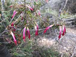 Sivun Styphelia tubiflora Sm. kuva