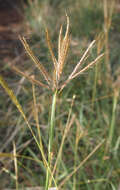 صورة Bothriochloa bladhii (Retz.) S. T. Blake