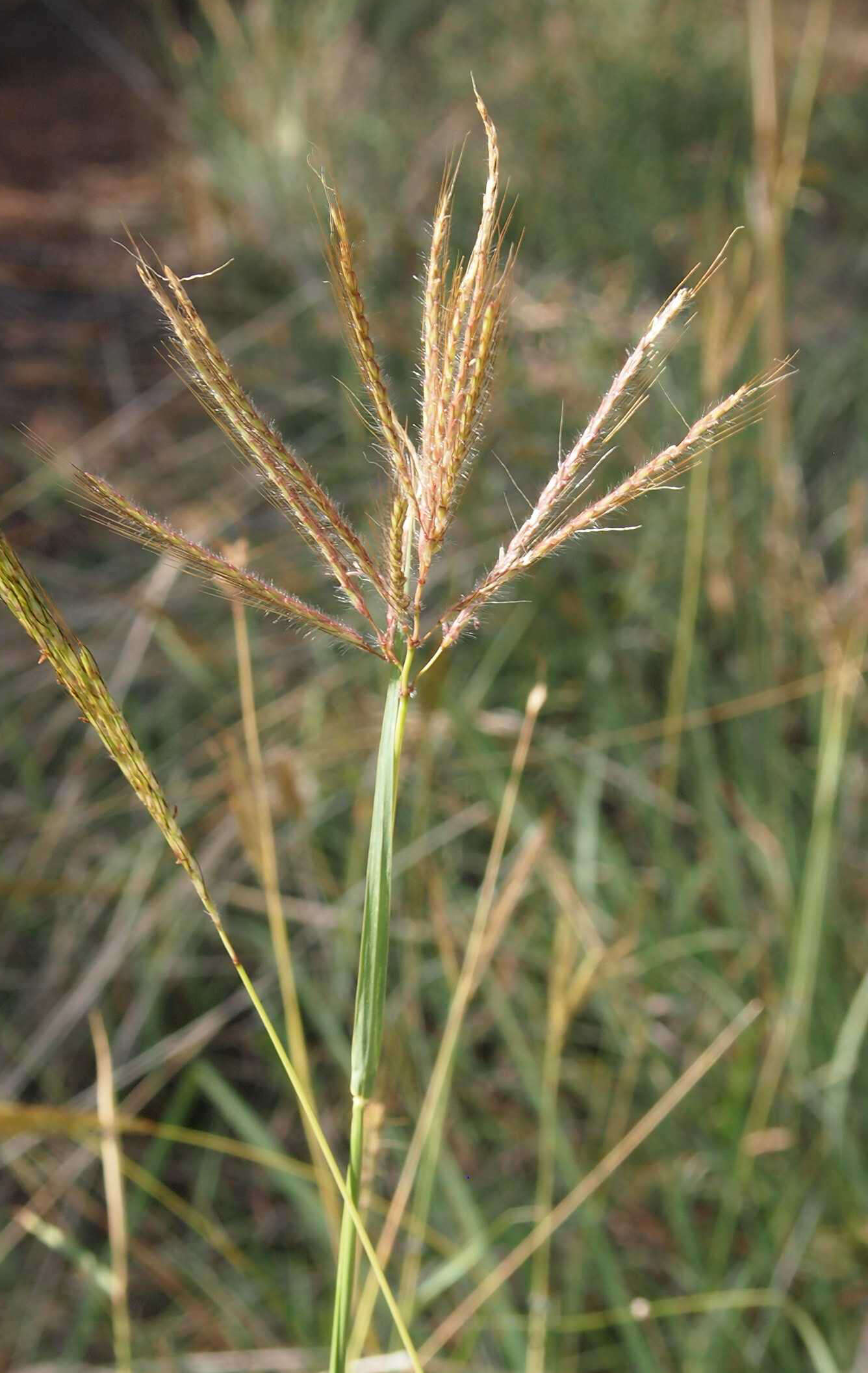 Image of Caucasian bluestem