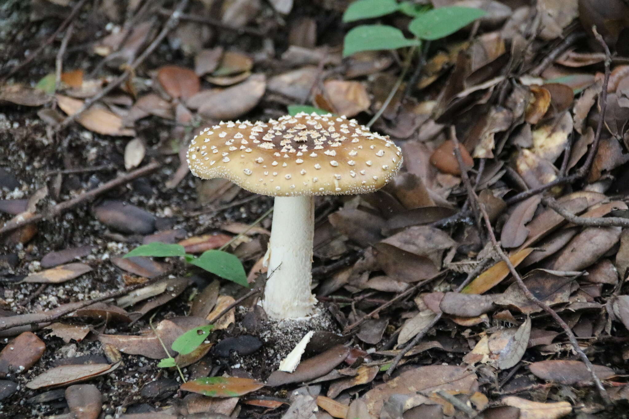 Image of Amanita subglobosa Zhu L. Yang 1997