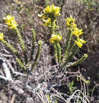 Image of Aspalathus ericifolia L.