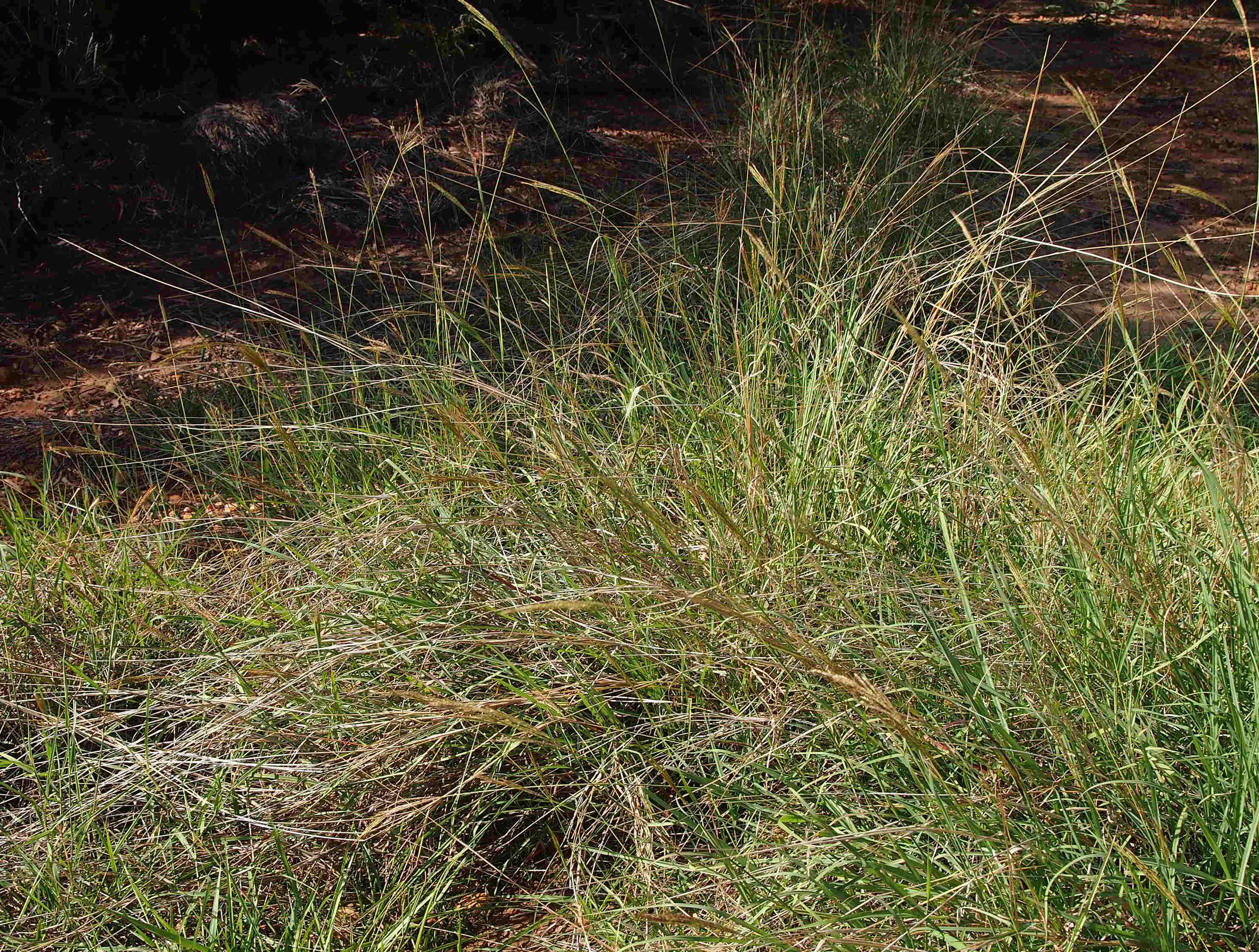 Image of Caucasian bluestem