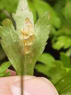 Imagem de Puccinia ustalis Berk. 1854