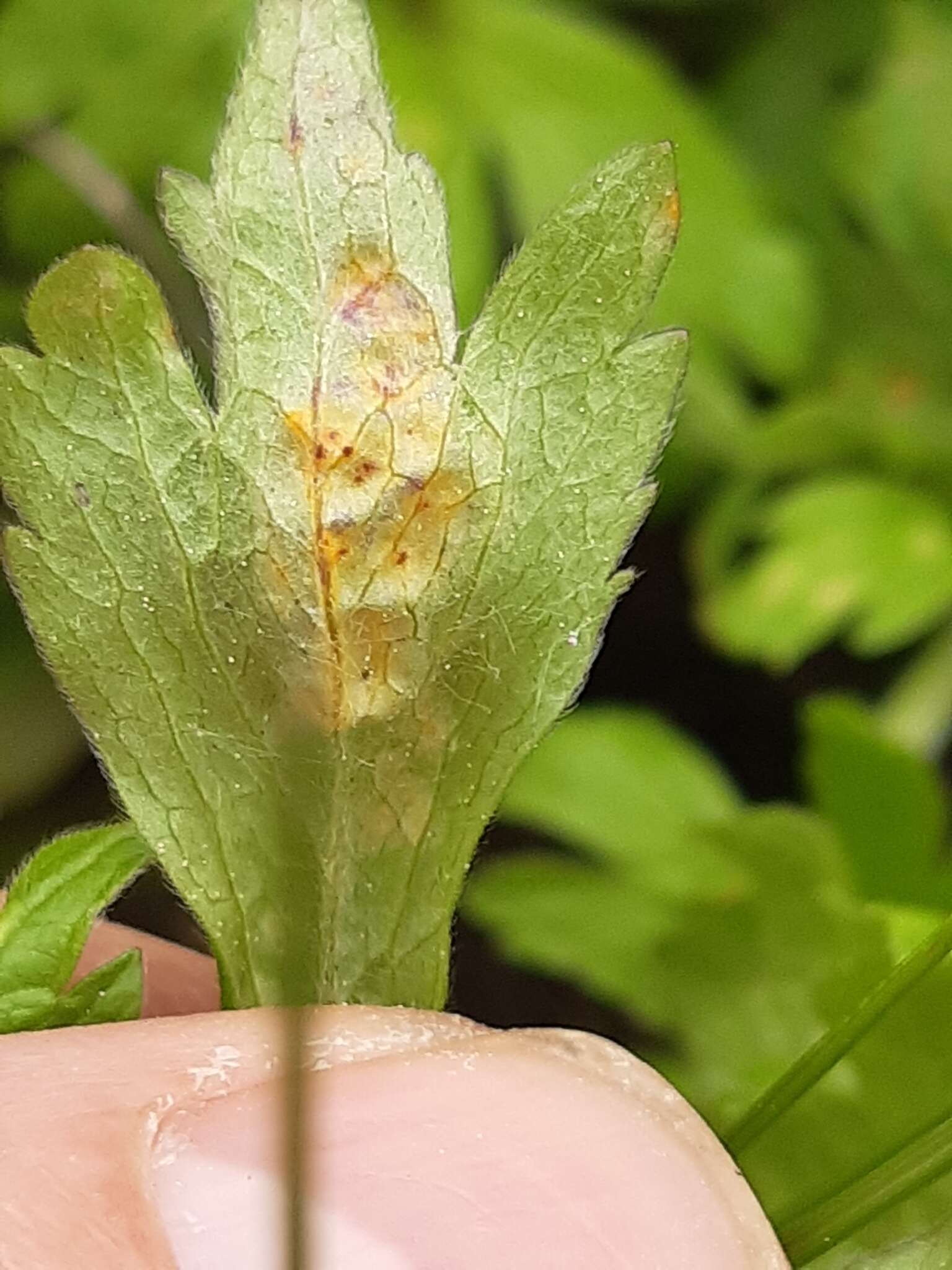 Imagem de Puccinia ustalis Berk. 1854