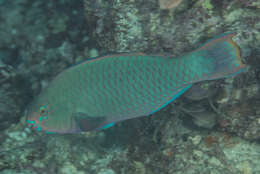 Image of Filament-finned Parrotfish