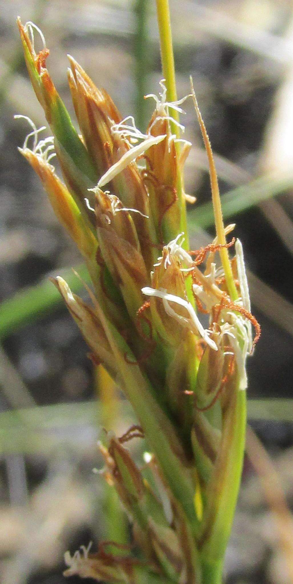 Image of Cape Sedge