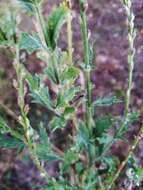 Image of Clover's vervain