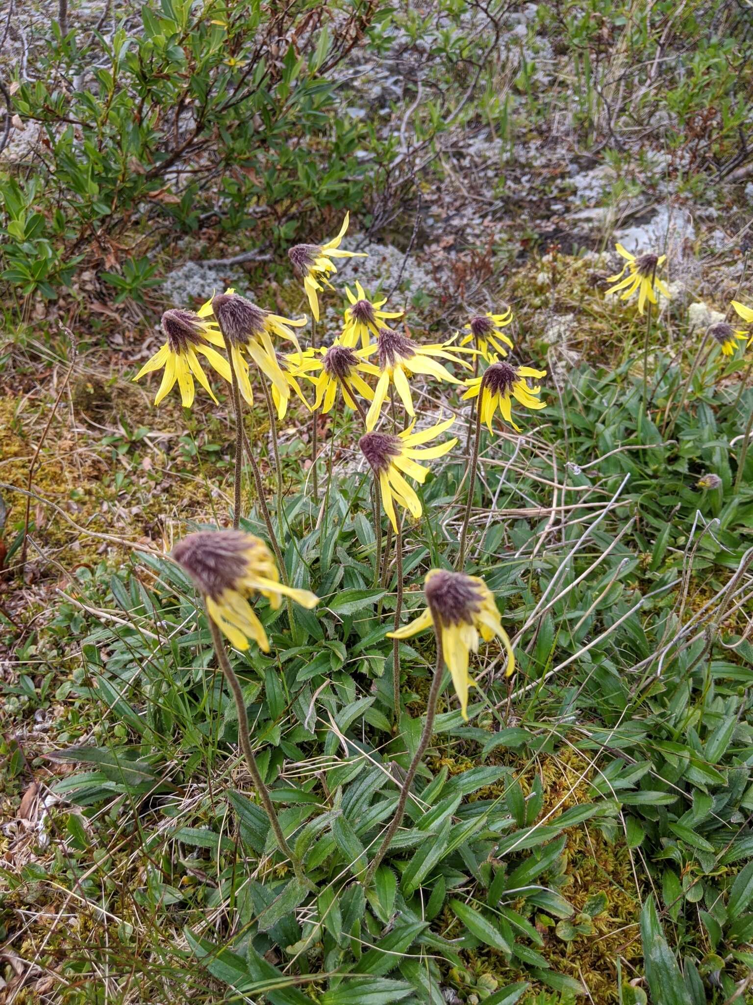 Image of nodding arnica