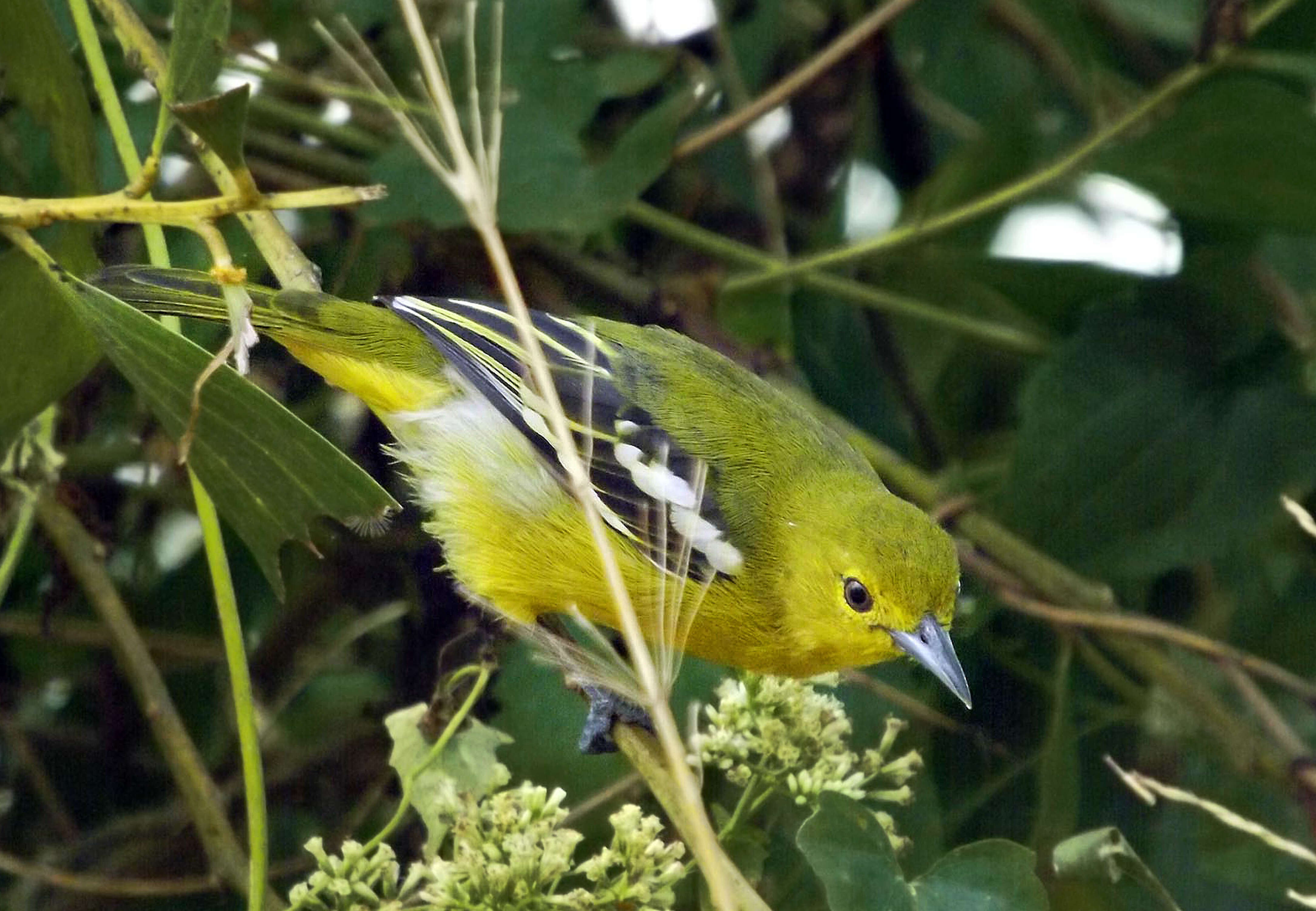 Image of Aegithina Vieillot 1816